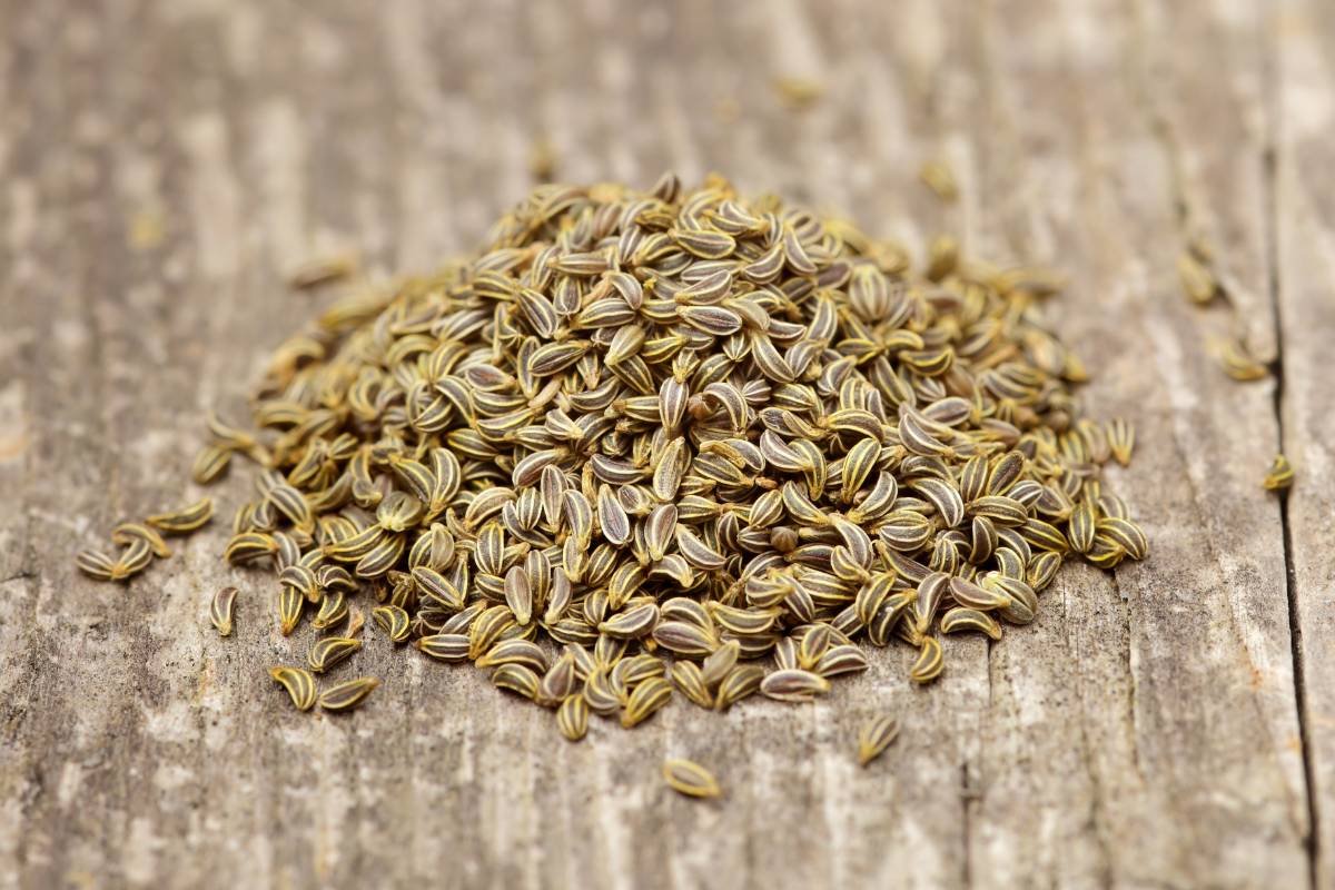Parsley Seeds