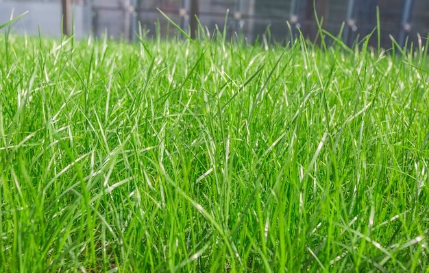 Paspalum Grass