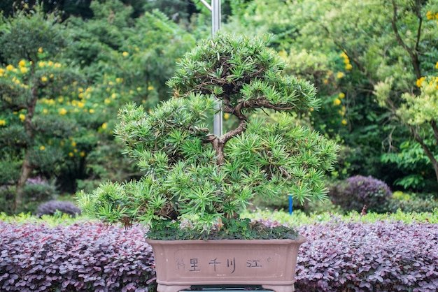 Pine Bonsai