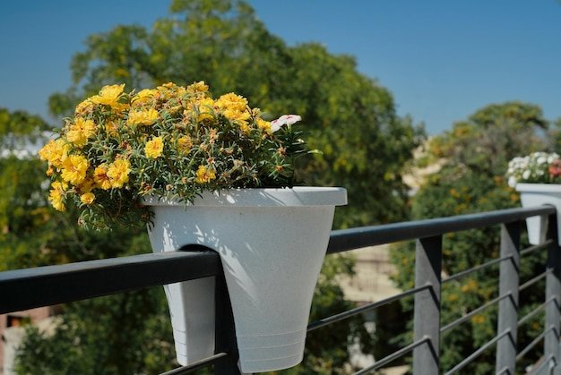 Balcony/Patio Pots