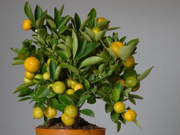 Lemon Tree