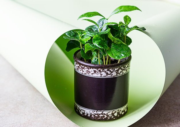 Eco-friendly Fiber Pots