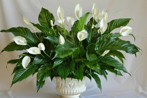 Peace Lily (Spathiphyllum)