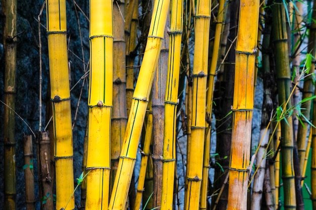 Yellow Groove Bamboo