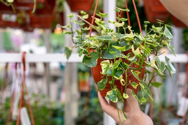 Hanging Basket Pots