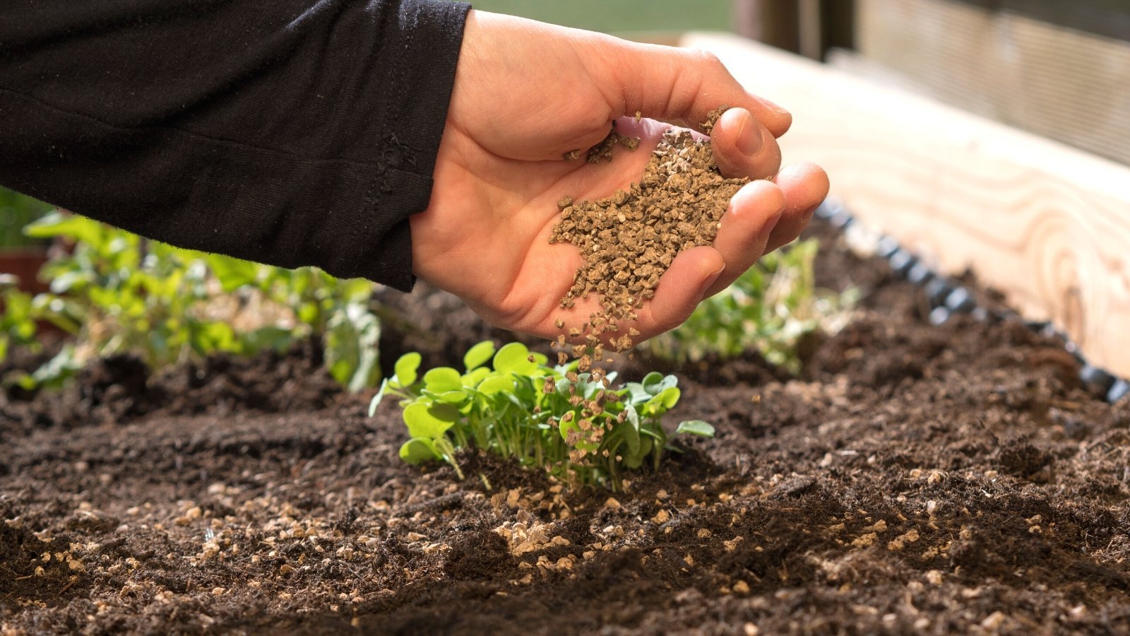 Bone Meal Fertilizer