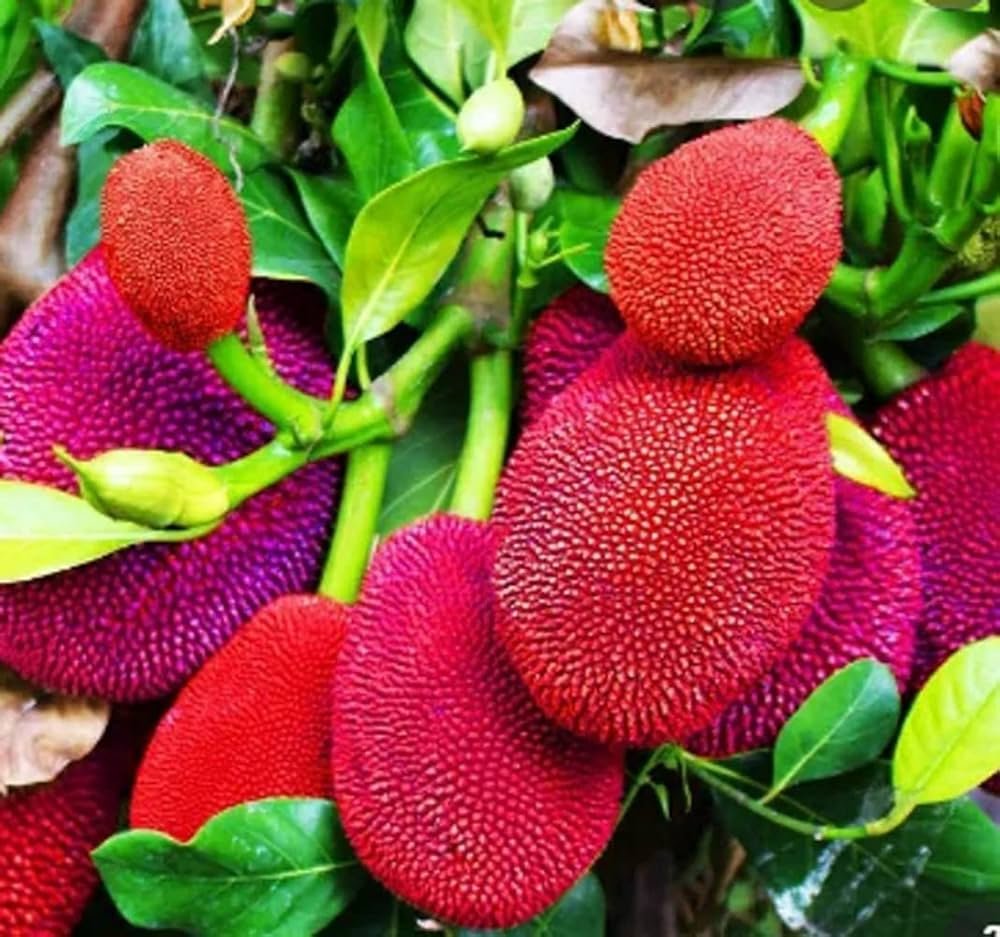 Red Jackfruit