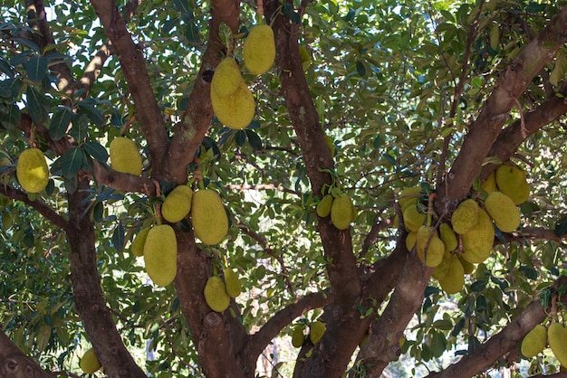 Jackfruit Tree