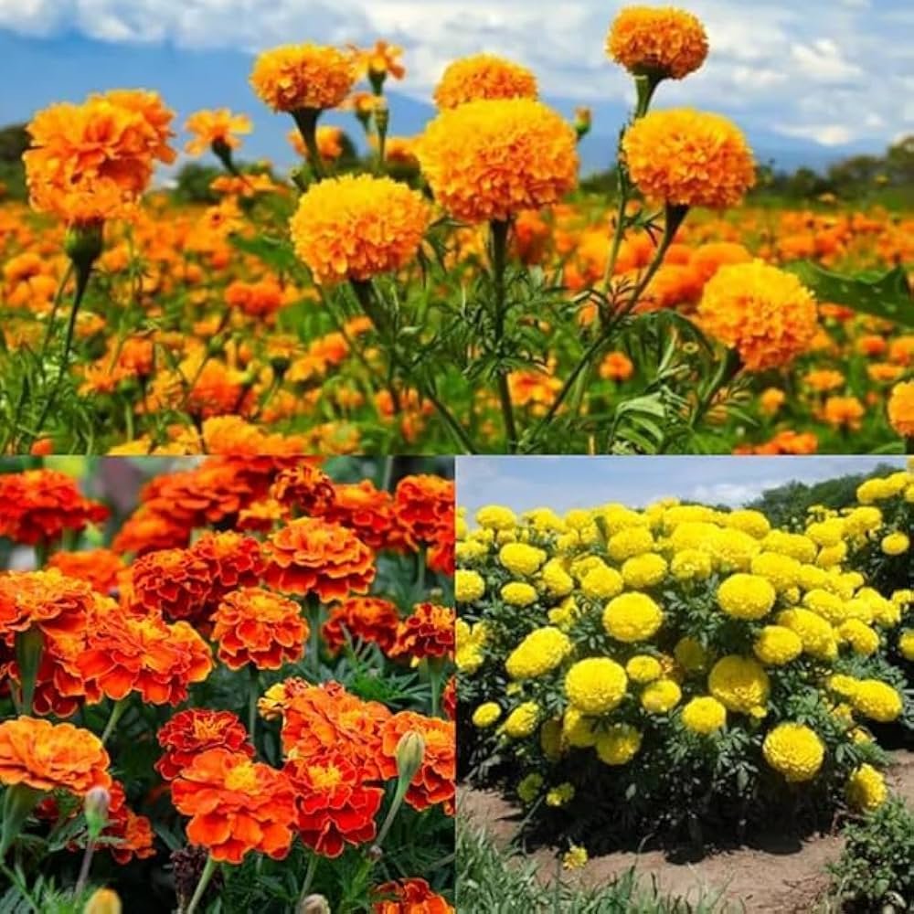 Marigold (Orange)