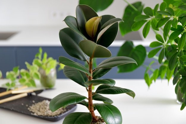 Rubber Plant (Ficus elastica)