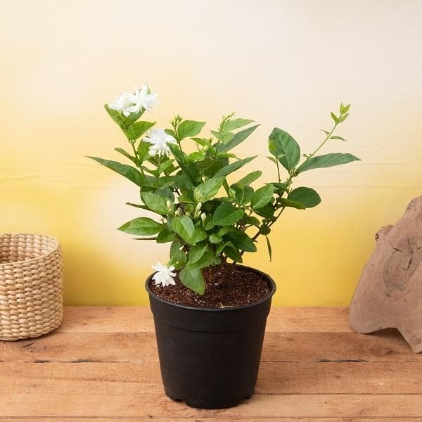 Arabian Jasmine (Mogra)