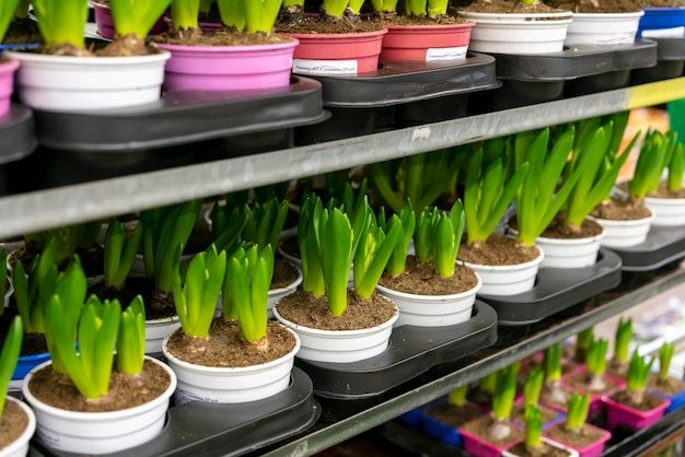 Standard Plastic Pots