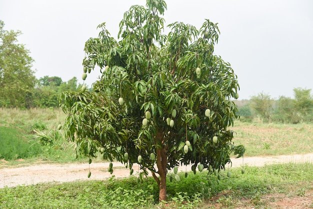 Mango Tree