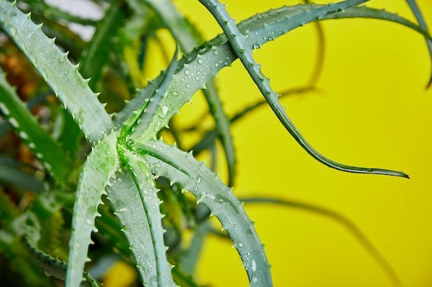 Aloe Vera