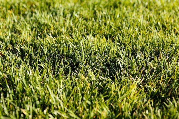 Fescue Grass