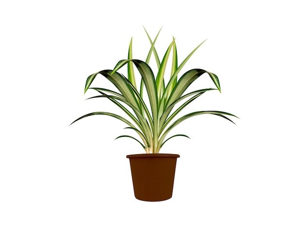 Dracaena