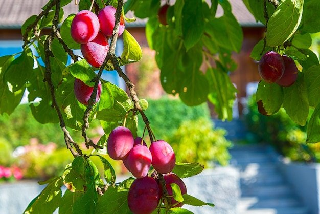 Plum Tree
