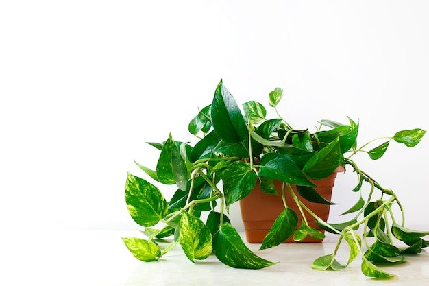 Money Plant (Pothos / Epipremnum aureum)