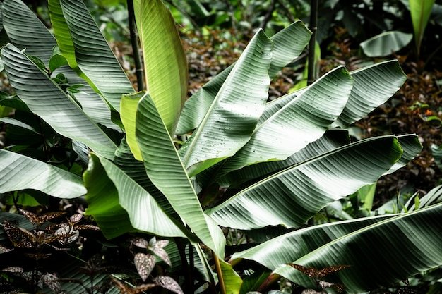 Banana Plant