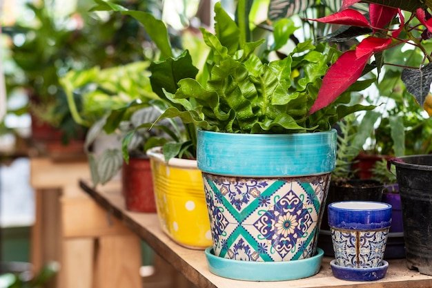 Traditional Terracotta Pots