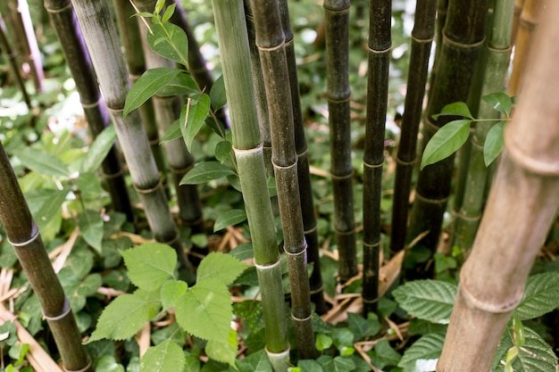 Dwarf Bamboo