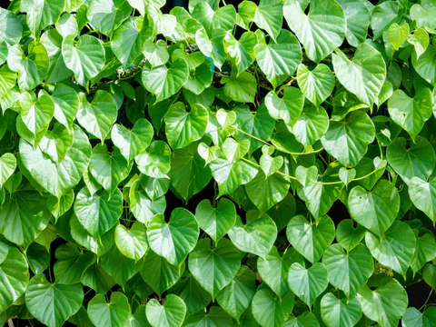 Giloy (Guduchi)