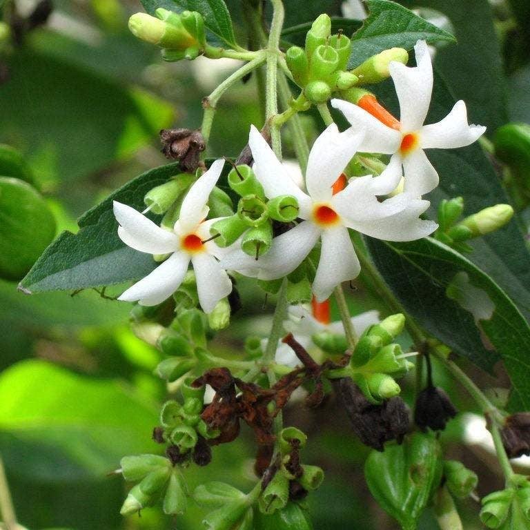 Parijat Tree