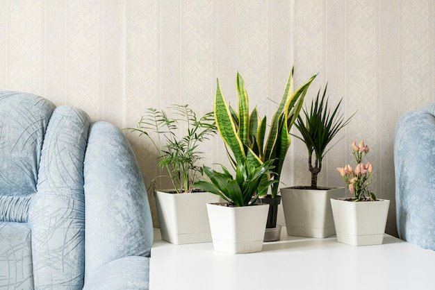 Indoor Plant Pots