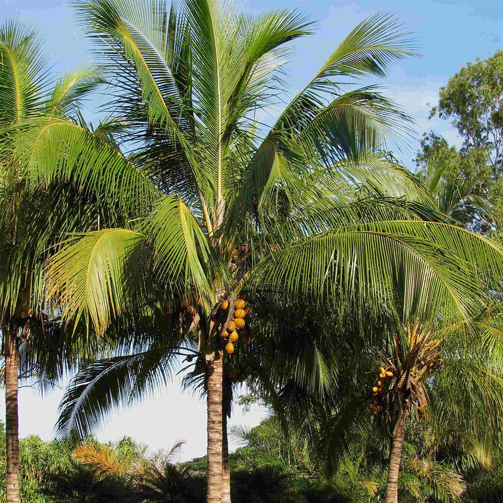 Coconut Tree