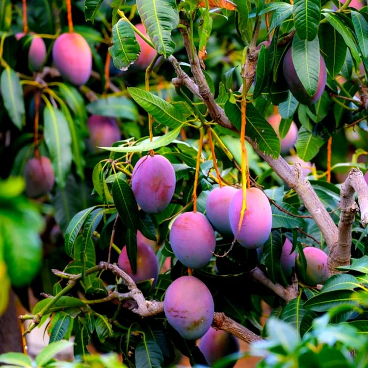 Miyazaki Mango