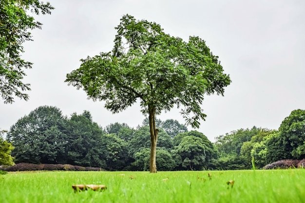 Sandalwood Tree