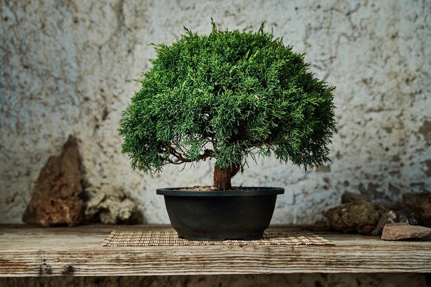 Juniper Bonsai