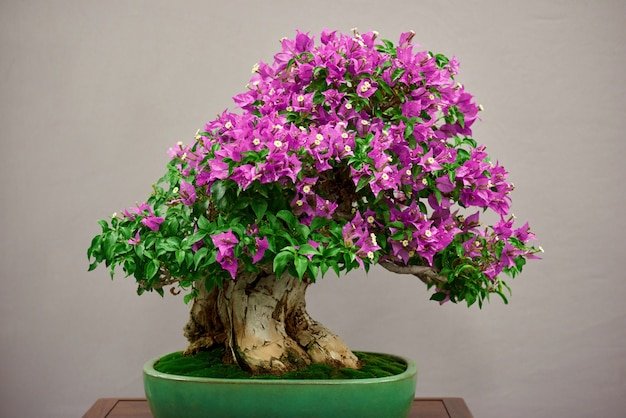 Bougainvillea Bonsai