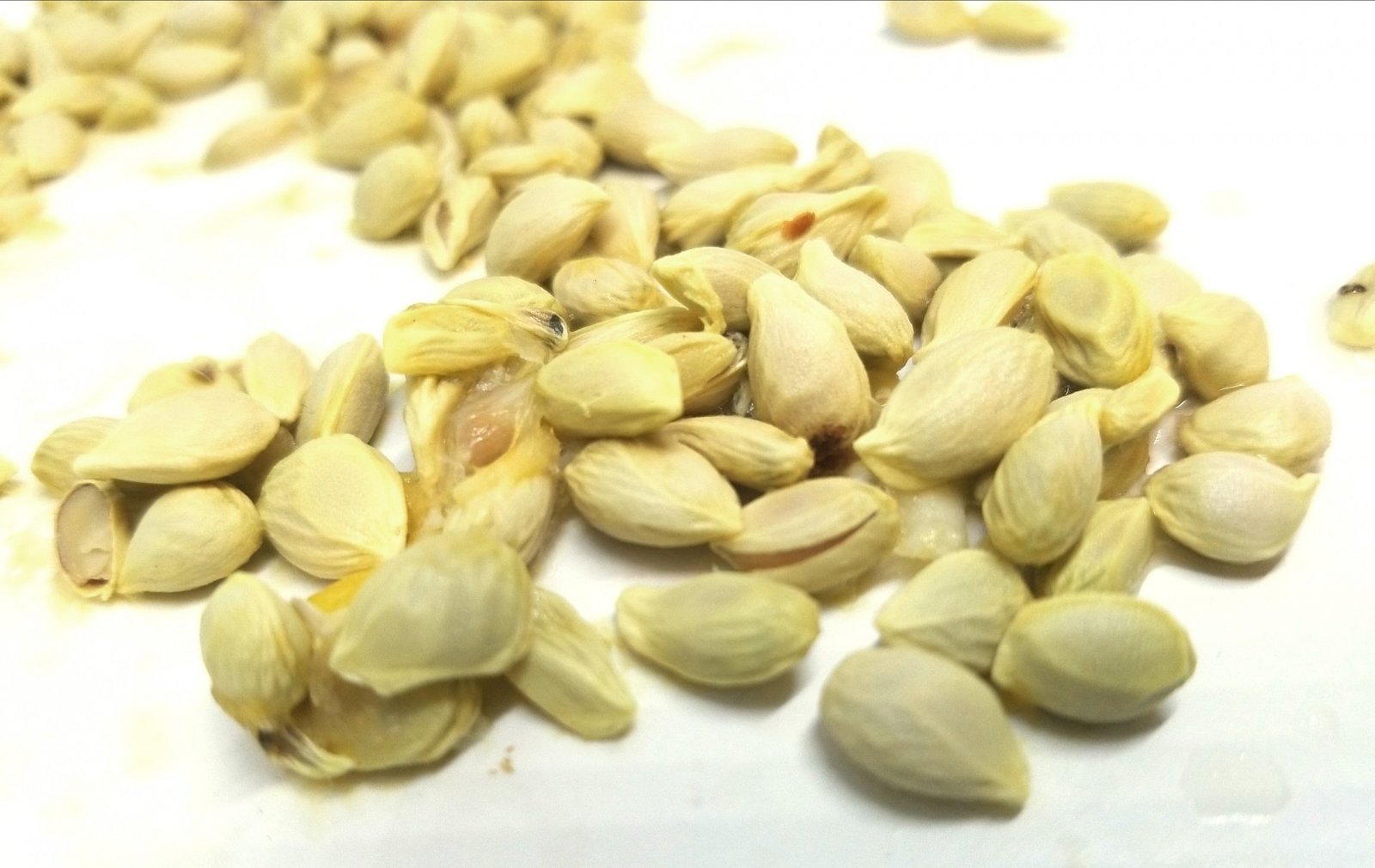Lemon Seeds