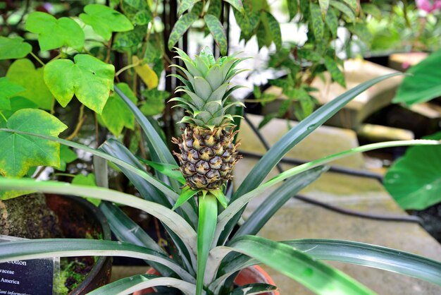 Pineapple