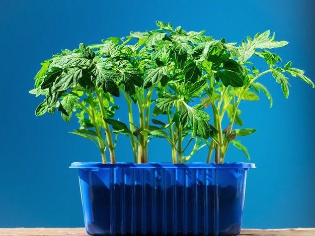 Hydroponic Pots